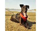Adopt Yoru a Labrador Retriever / Whippet / Mixed dog in Seattle, WA (31093313)