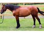 Adopt Kira (in Illinois) a Buckskin Mustang / Grade / Mixed horse in Louisville