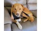 Adopt Bentley a Tan/Yellow/Fawn - with White Golden Retriever / Mixed dog in