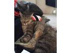 Adopt Sophie a Brown or Chocolate Domestic Shorthair / Domestic Shorthair /