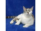 Adopt Renji a White Domestic Shorthair / Domestic Shorthair / Mixed cat in