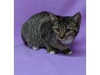 Adopt Jewel a Brown or Chocolate Domestic Shorthair / Domestic Shorthair / Mixed