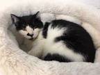 Adopt Luke a White Domestic Shorthair / Domestic Shorthair / Mixed cat in