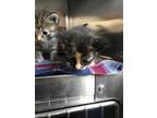 Adopt Holly a All Black Domestic Shorthair / Domestic Shorthair / Mixed cat in