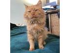 Adopt George a Orange or Red Domestic Longhair / Domestic Shorthair / Mixed cat