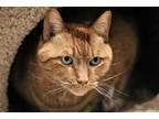 Adopt Scooter a Orange or Red Domestic Shorthair / Domestic Shorthair / Mixed