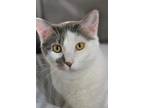Adopt Dax a White Domestic Shorthair / Domestic Shorthair / Mixed cat in