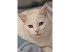 Adopt Momma a White Domestic Shorthair / Domestic Shorthair / Mixed cat in