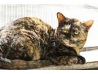 Adopt Marsha a All Black British Shorthair / Domestic Shorthair / Mixed cat in