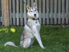 Adopt Thinsel a Gray/Blue/Silver/Salt & Pepper Husky / Mixed dog in Ile-Perrot