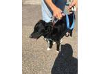 Adopt Champ a Black Border Collie / Mixed dog in Amarillo, TX (31119222)