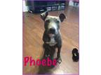 Adopt Phoebe a Brindle American Pit Bull Terrier / Mixed dog in Amarillo