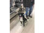 Adopt Mia a Black Border Collie / Mixed dog in Amarillo, TX (31119214)