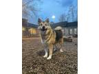 Adopt Bronco a Black Shiba Inu / Husky / Mixed dog in West Allis, WI (31118653)