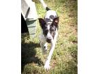 Adopt Oreo a White Australian Cattle Dog / Mixed dog in Staley, NC (31115192)