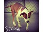 Adopt Stymie a White Boxer / Mixed dog in Staley, NC (31115191)