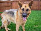 Adopt Rex a Black German Shepherd Dog / Mixed dog in Kingston, ON (31114098)