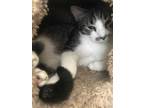 Adopt DENVER a Gray or Blue Domestic Shorthair / Domestic Shorthair / Mixed cat