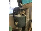 Adopt WILLOW a Brown or Chocolate Domestic Shorthair / Domestic Shorthair /