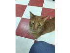 Adopt BOSWELL a Orange or Red Domestic Shorthair / Domestic Shorthair / Mixed