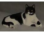 Ambrose, Domestic Shorthair For Adoption In Speedway, Indiana