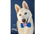 Adopt Thal a White German Shepherd Dog / Mixed dog in Visalia, CA (31105442)