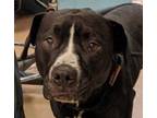 Adopt Frank a Black American Pit Bull Terrier / Mixed dog in Gadsden