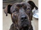 Adopt Duke a Black American Pit Bull Terrier / Mixed dog in Gadsden