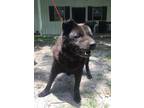 Adopt Diaz a Black Chow Chow / Mixed dog in Hollywood, SC, SC (31103830)
