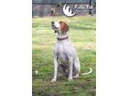 Adopt Hunter a Red/Golden/Orange/Chestnut Treeing Walker Coonhound / Mixed dog