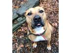 Adopt Irwin a Brown/Chocolate Black Mouth Cur / Mixed dog in South Abington