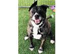 Adopt Xena a Brindle Akita / Mixed dog in Rio Rancho, NM (31100788)
