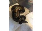 Adopt Malificent a Snake / Snake / Mixed reptile, amphibian