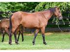 Adopt Loretta a Buckskin Pony - Other / Mixed horse in Louisville, KY (31100072)