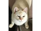 Adopt Princess a Tan or Fawn Siamese (medium coat) cat in Haslett, MI (31134440)