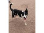 Adopt Charlie a White Mixed Breed (Medium) / Mixed dog in Nogales, AZ (31133085)