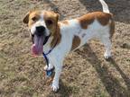 Adopt LAHMAR a Treeing Walker Coonhound, Beagle