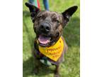 Adopt Bella a Brindle Dutch Shepherd / Mixed dog in Northville, MI (31148918)