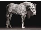 Tall Grey ANCCE Revised PRE Stallion at Stud