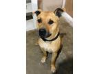 Adopt Wayne a Black Mouth Cur / American Pit Bull Terrier / Mixed dog in