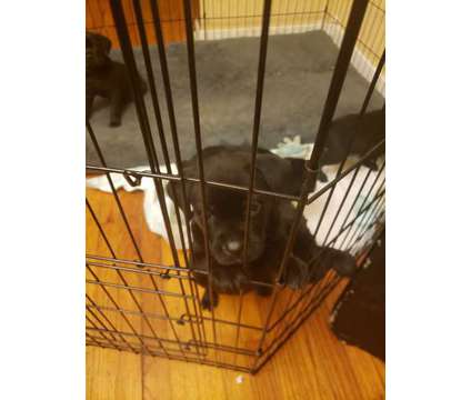 Puppies is a Male Cane Corso Puppy For Sale in Chicago IL