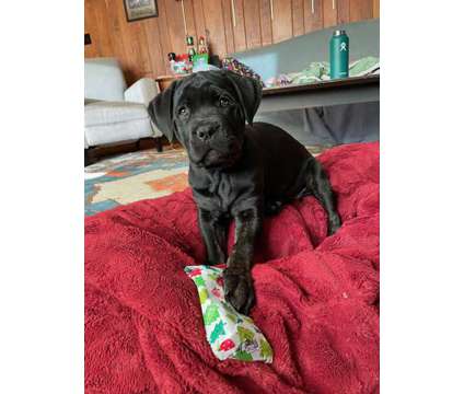 Puppies is a Male Cane Corso Puppy For Sale in Chicago IL