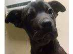 Georgia, Boston Terrier For Adoption In El Cajon, California