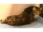 Adopt Roza a Brown Tabby Turkish Angora / Mixed (long coat) cat in Santa Fe