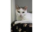 Adopt Grace a Cream or Ivory Domestic Shorthair / Domestic Shorthair / Mixed cat