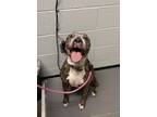Adopt Sadie (senior) a Pit Bull Terrier