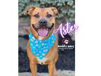 Adopt Aster a Brown/Chocolate - with White Rhodesian Ridgeback / Pit Bull