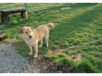 Adopt Oscar a Tan/Yellow/Fawn - with White Labrador Retriever / Shiba Inu /