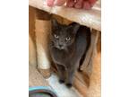 Adopt Fran Fran a Gray or Blue Russian Blue / Mixed (short coat) cat in