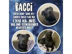 Adopt Bacci a Black Great Dane / Border Collie / Mixed dog in Brewster